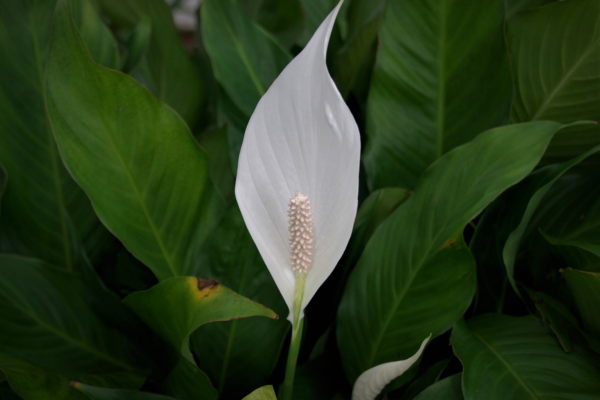 How to Care for Your Indoor Plants: The Ultimate Beginner’s Guide